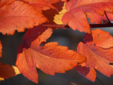 Fall Flowers_2